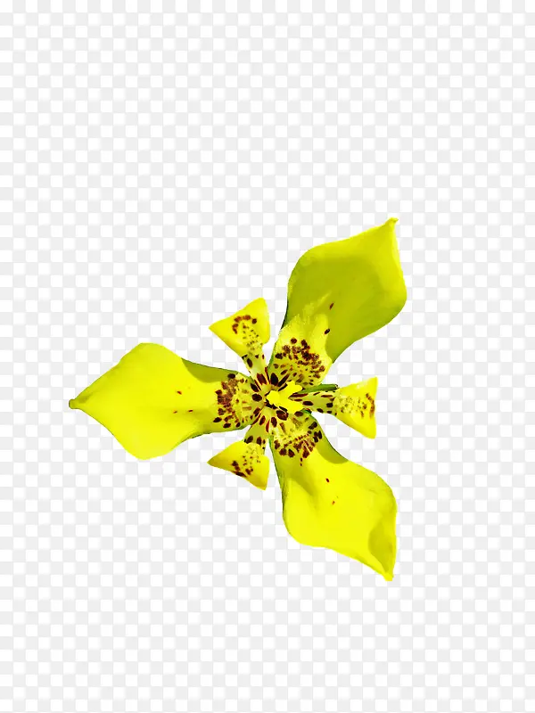 黄色的兰花