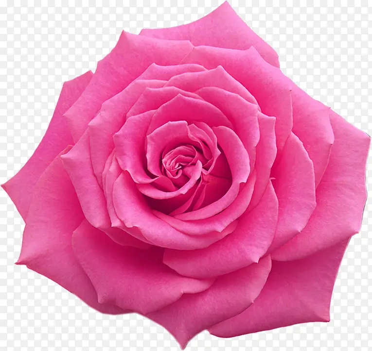 粉色玫瑰花背景墙