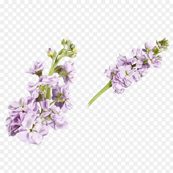 紫色藤萝花