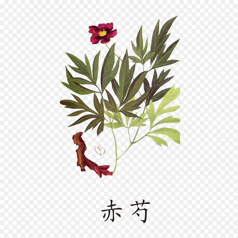 赤芍药材