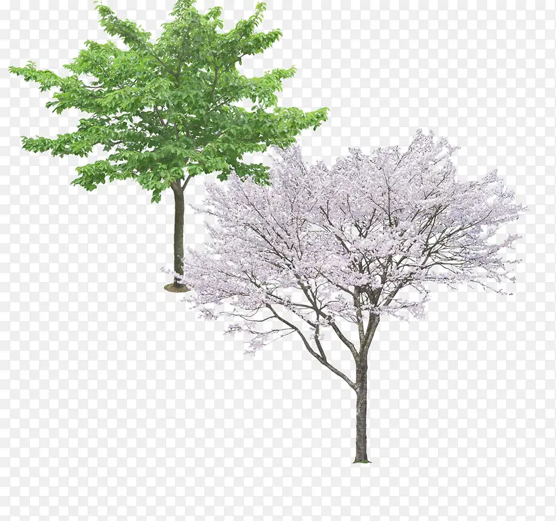 梨花树常青树图片素材