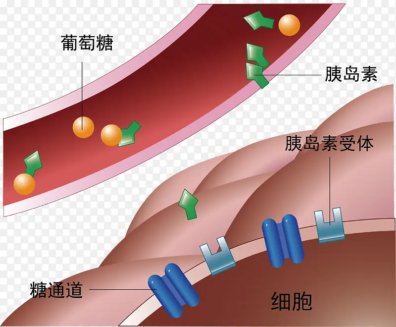 流过血管的葡萄糖