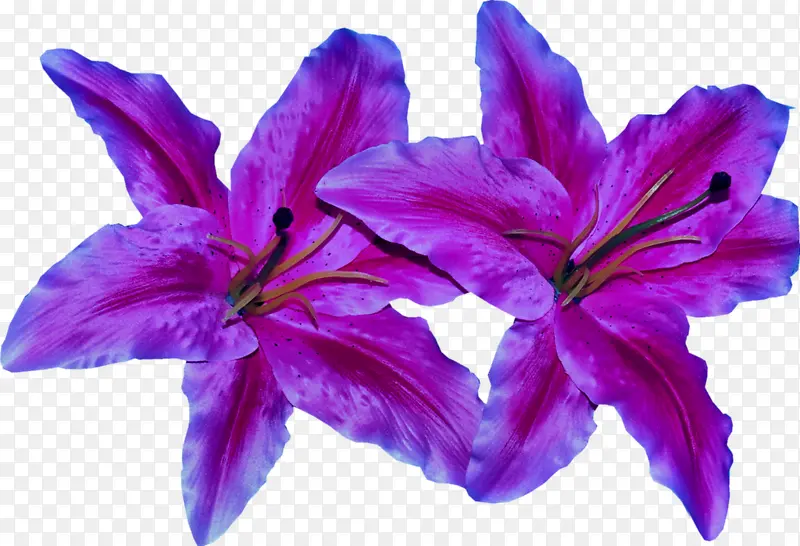 美丽的紫荆花
