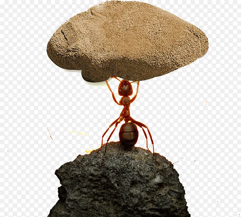 蚂蚁搬大石