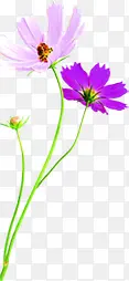紫色烂漫花朵美景