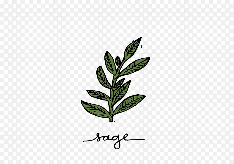 手绘草药图片