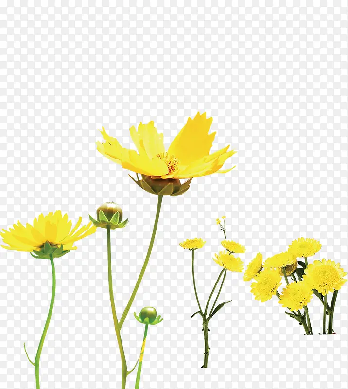 黄色卡通烂漫花朵