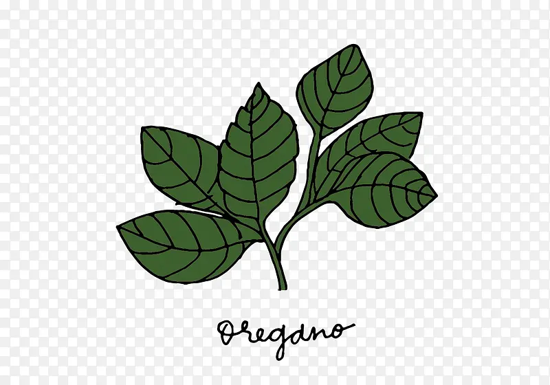 手绘草药图片