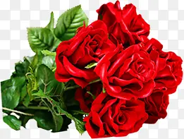 高清摄影红色鲜艳开放的玫瑰花