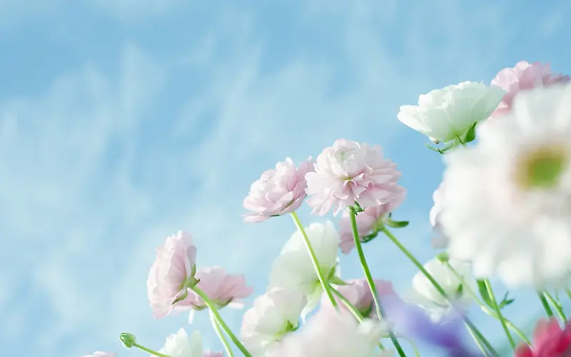 蓝天白云粉花白花