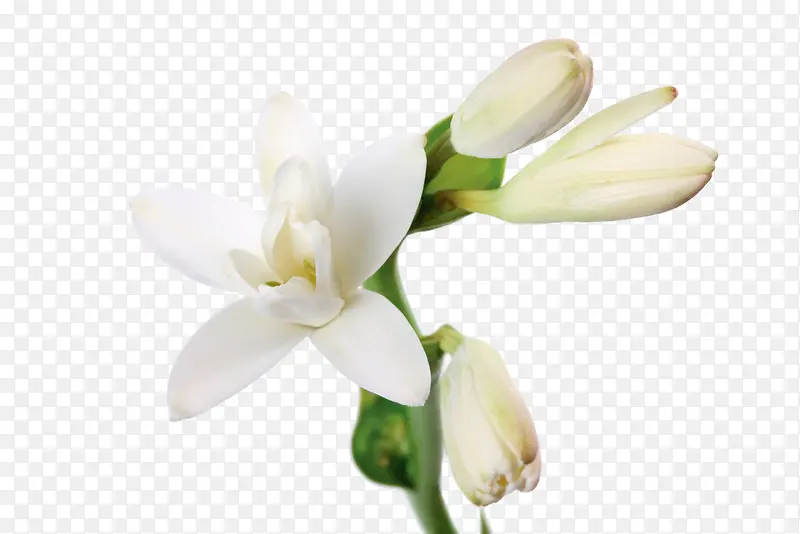 白色茉莉花卉