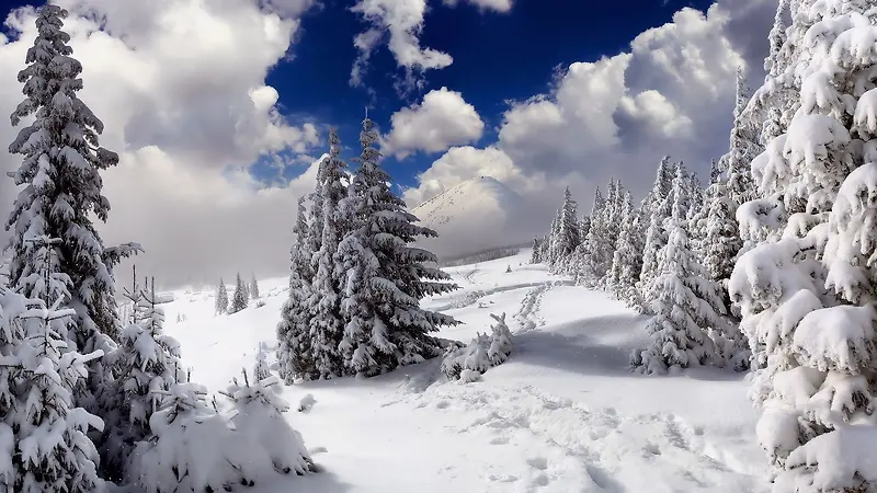 冬季森林雪景摄影图