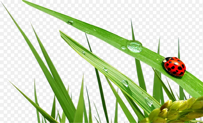 高清绿色植物水滴昆虫