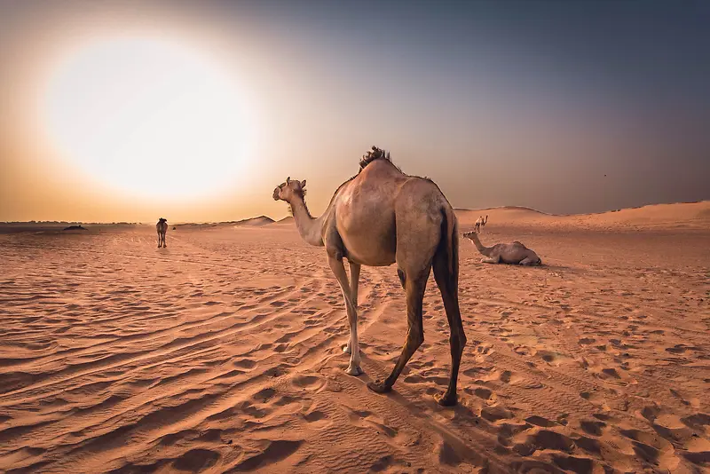紫色天空沙漠里的骆驼