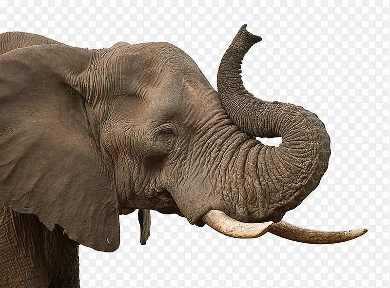 挠痒痒的幼年非洲象