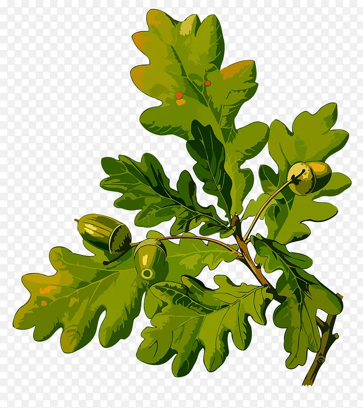 绿色坚果植物