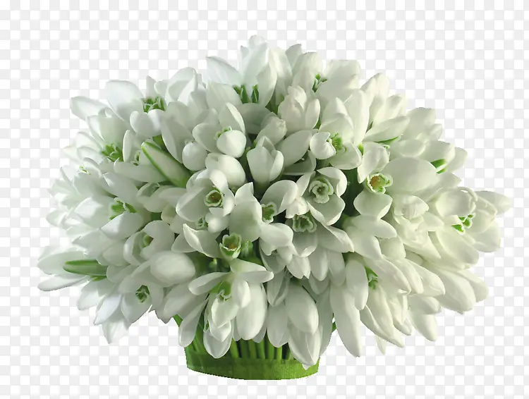 白色纯洁小花植物花盆