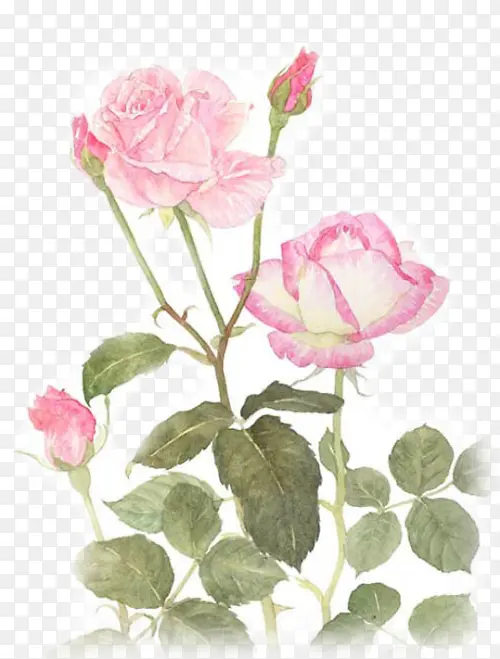 手绘浅粉玫瑰植物花朵