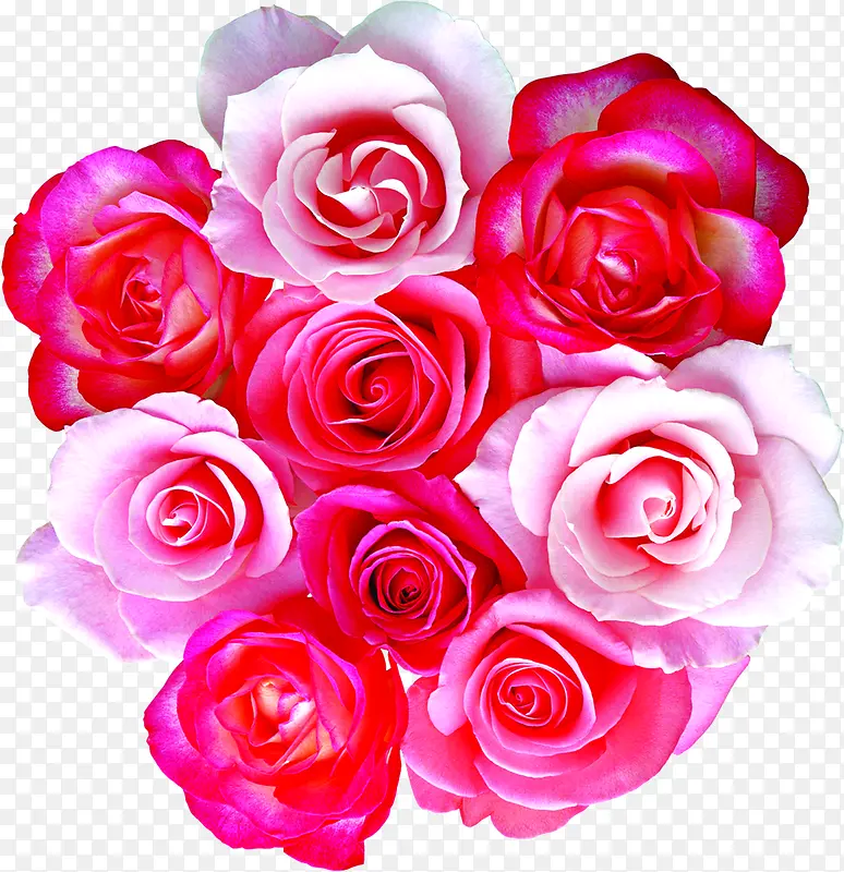 粉色浅粉盛开玫瑰