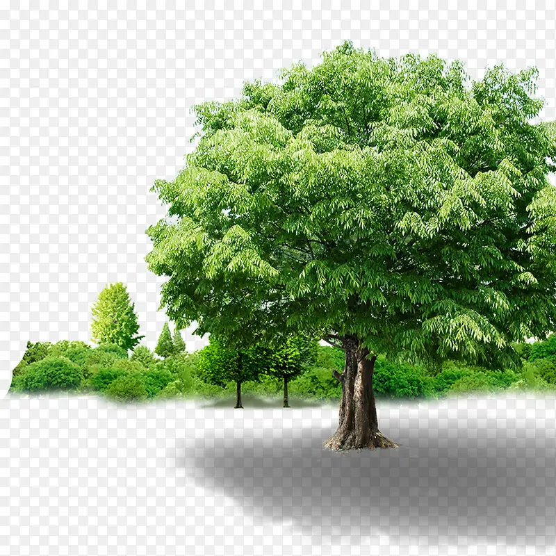 绿色大树树林设计