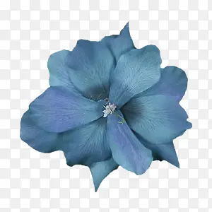 深蓝色花瓣装饰