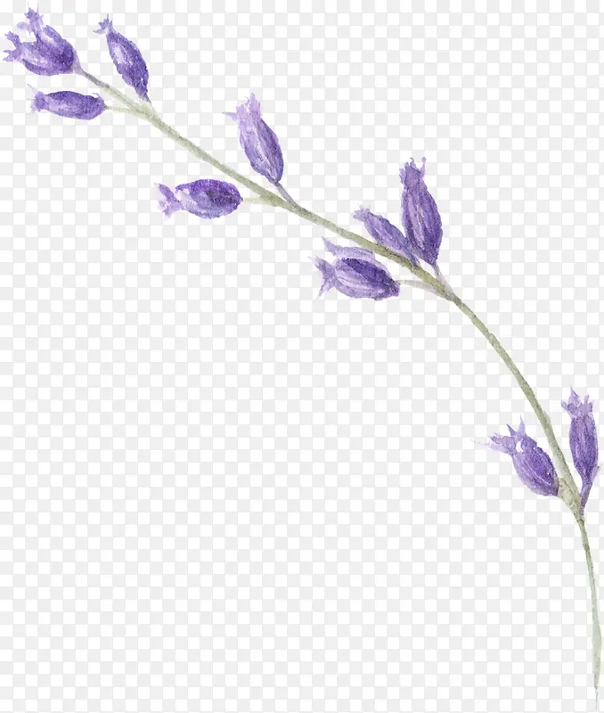 一条紫色花朵
