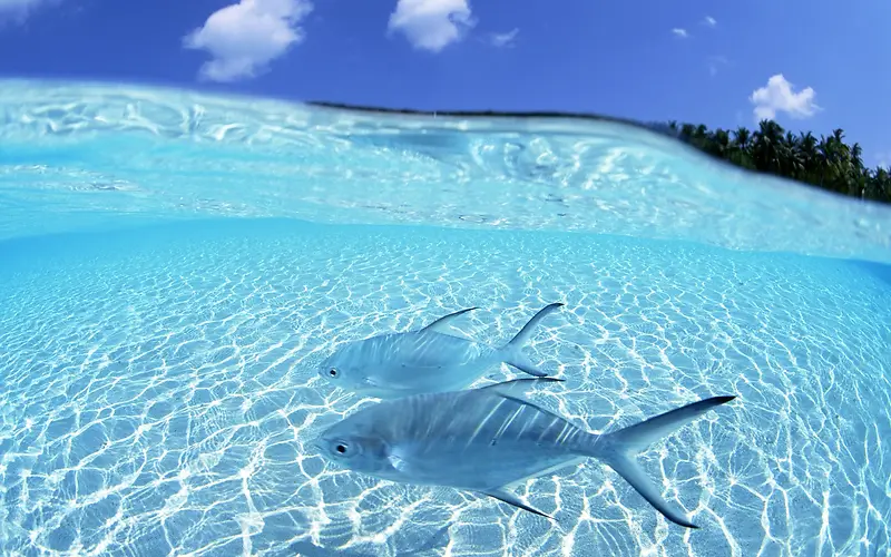 天空白云海水海鱼