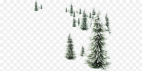 冬天的松树
