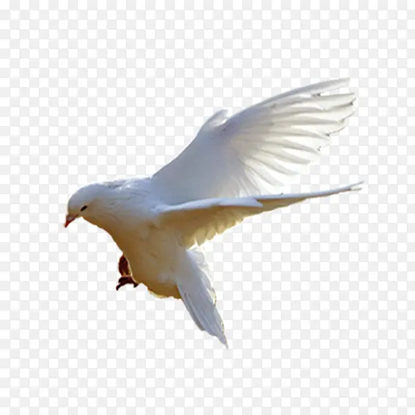 白色飞行的信鸽