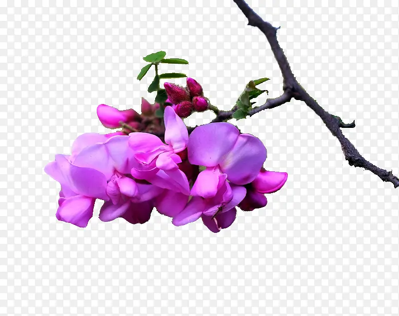 紫红色清新洋槐花