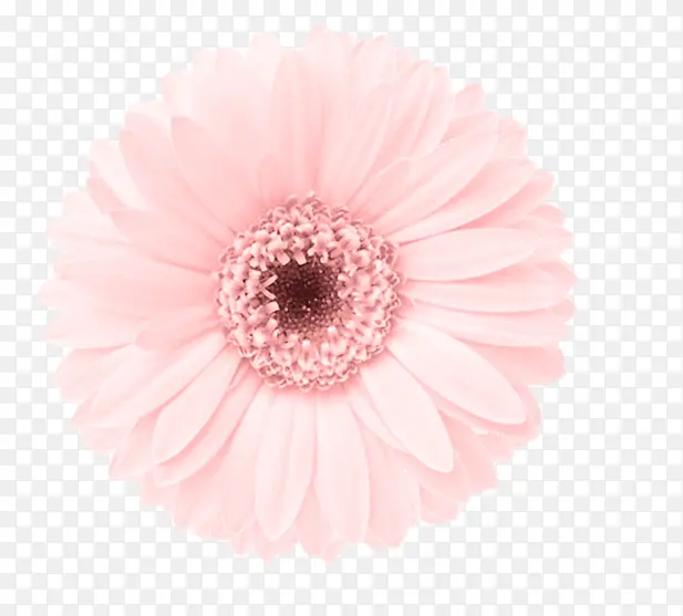 植物粉色花朵装饰