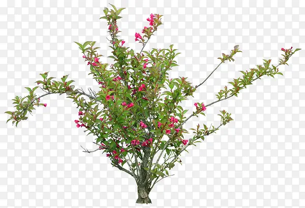 花草树木