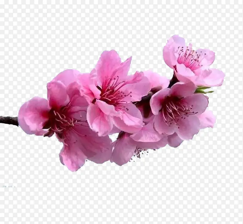 杏花花瓣