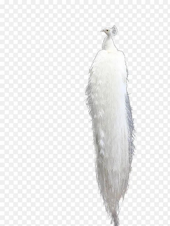 白色美丽高傲孔雀