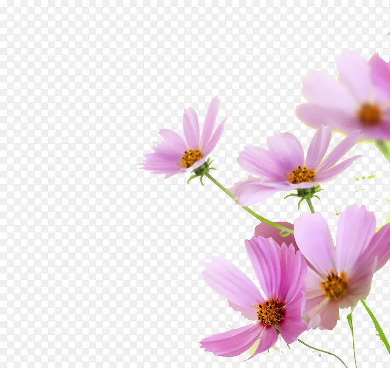 五朵粉红色花