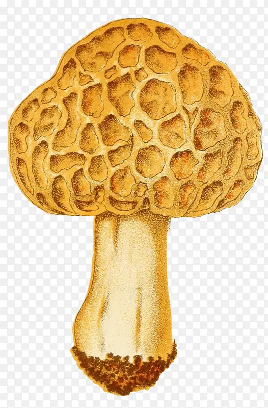 蘑菇的内部结构