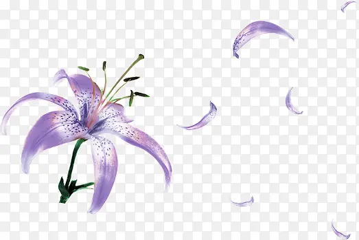 紫色的百合花