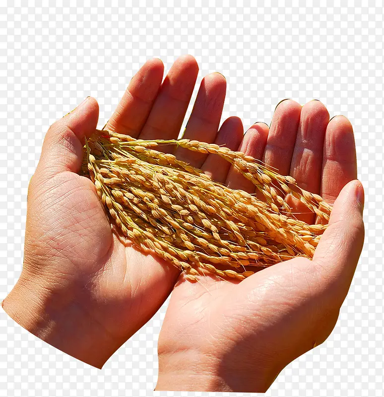 手捧水稻