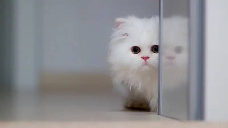 动物猫白色躲藏壁纸
