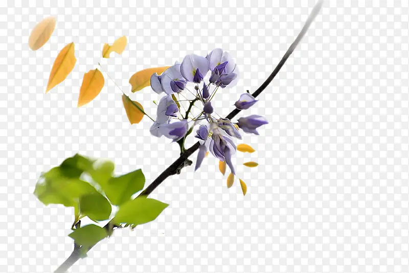 树上的紫藤花图片素材