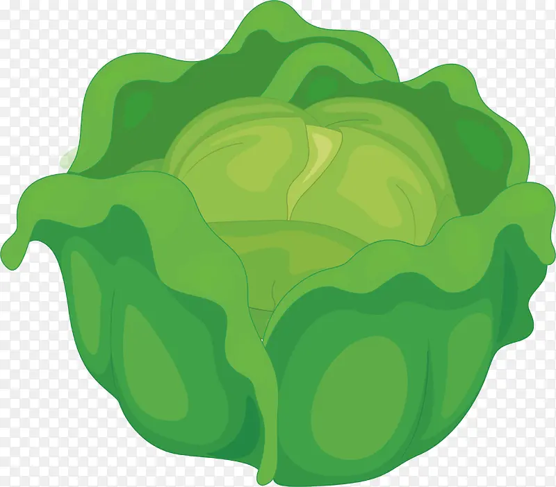 绿色的包菜
