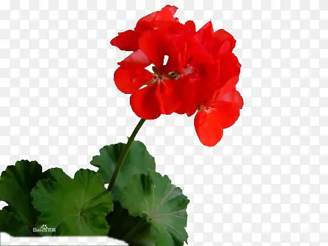 鲜红天竺葵