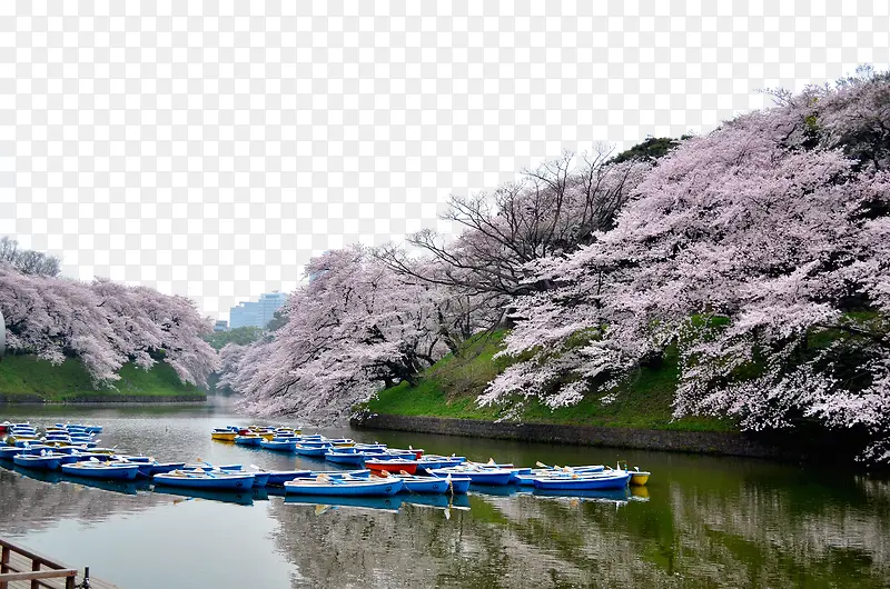 东京美丽樱花