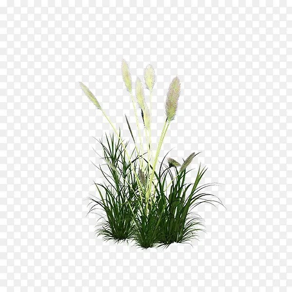 花草