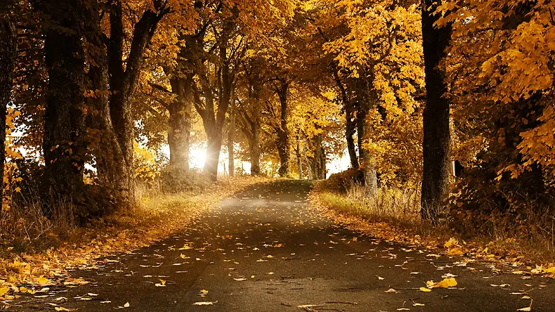 秋叶落叶泛黄树叶道路