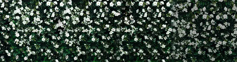 美丽白色花朵服饰海报背景
