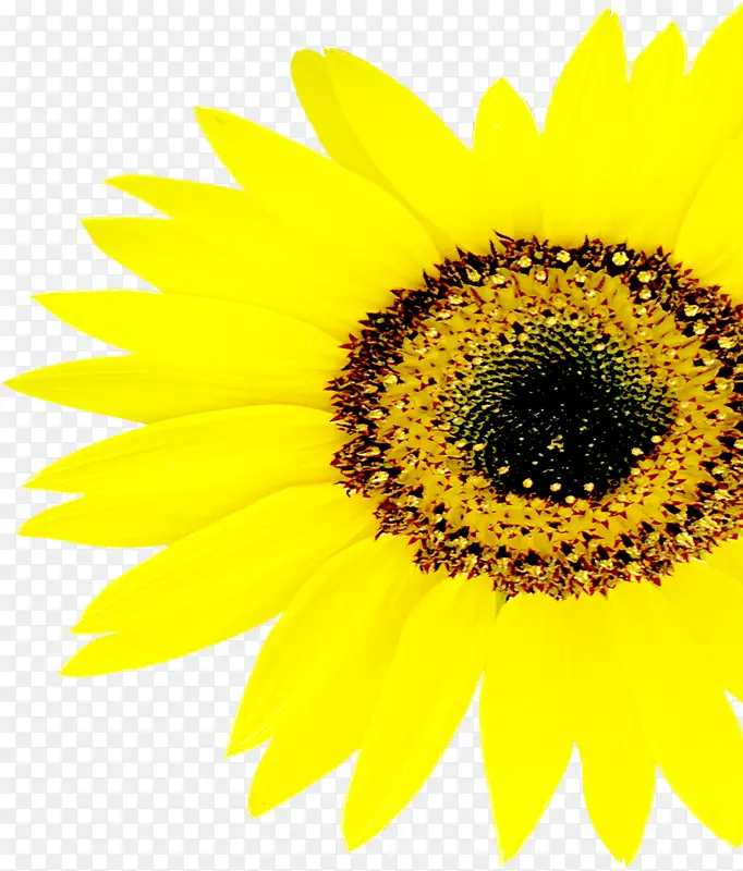 高清活动黄色向日葵摄影