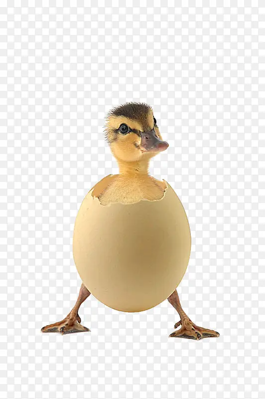 蛋壳中的小鸭子