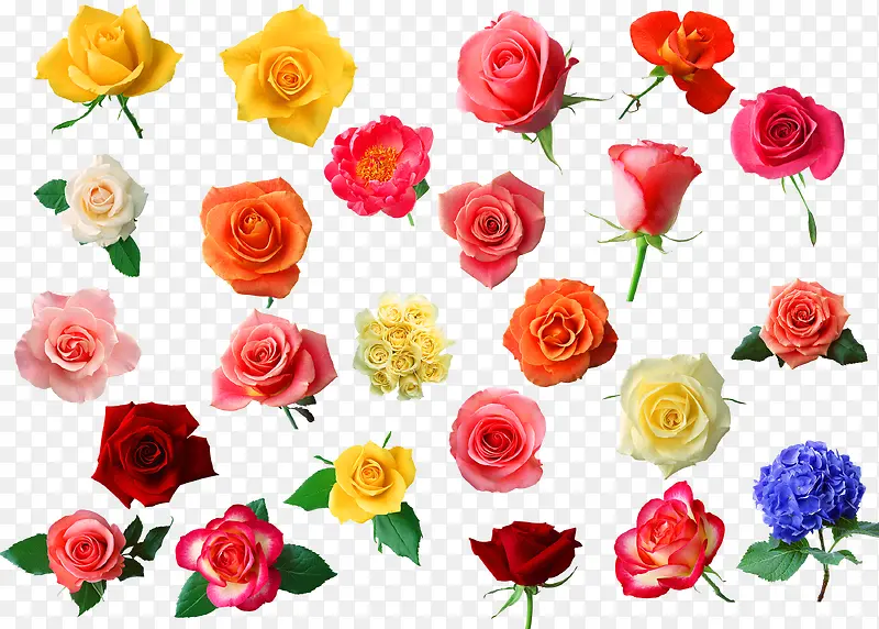 植物夏日玫瑰花马卡龙颜色