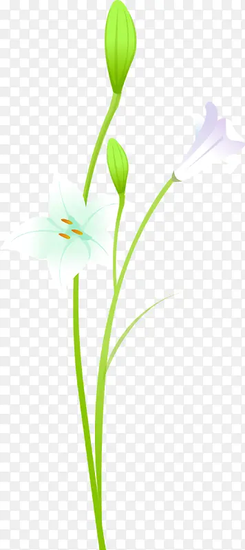 喇叭花白色花朵植物